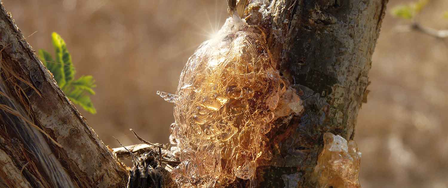 getrocknetes Gummi Arabicum am Akazien Baum